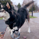 Illustration for article titled Derby, the Adorable Cybernetic Dog, Just Got Upgraded 3D-Printed Legs